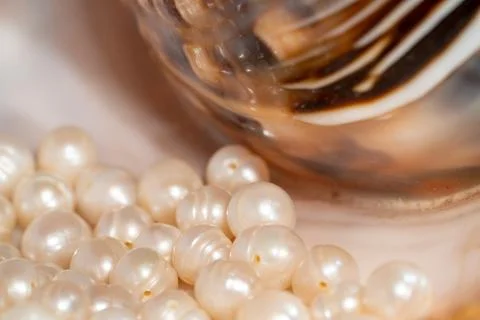 Pearl beads lie in a seashell shell, close up photo Stock Photos