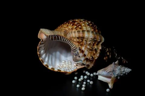Pearl beads lie in a seashell shell, close up photo Stock Photos