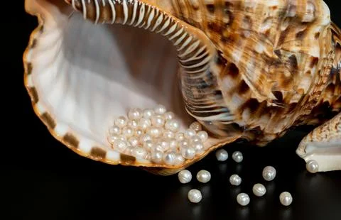Pearl beads lie in a seashell shell, close up photo Stock Photos