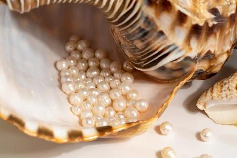 Pearl beads lie in a seashell shell, close up photo Stock Photos