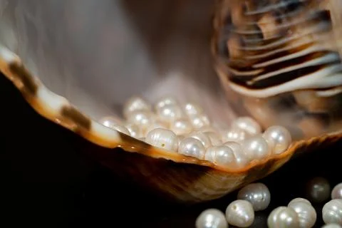 Pearl beads lie in a seashell shell, close up photo Stock Photos