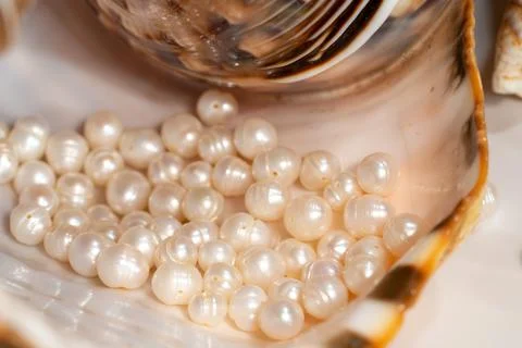Pearl beads lie in a seashell shell, close up photo Stock Photos