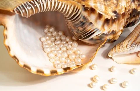 Pearl beads lie in a seashell shell, close up photo Stock Photos