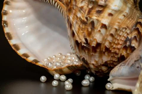 Pearl beads lie in a seashell shell, close up photo Stock Photos