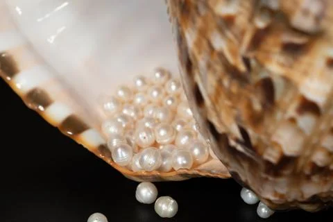 Pearl beads lie in a seashell shell, close up photo Stock Photos