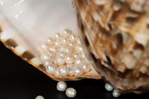 Pearl beads lie in a seashell shell, close up photo Stock Photos