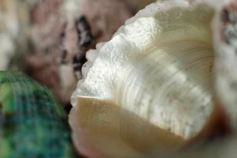  Pearl color shell close-up Stock Photos