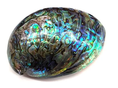 Pearl  exotic shell 库存照片