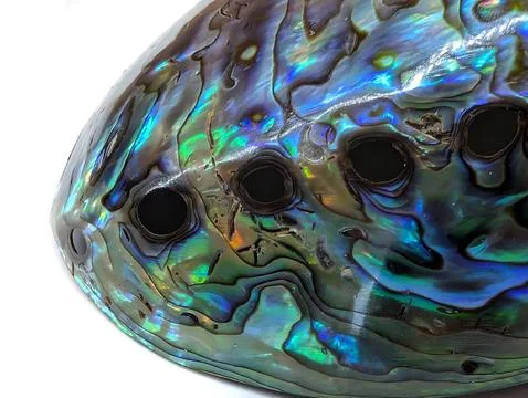 Pearl  exotic shell 库存照片