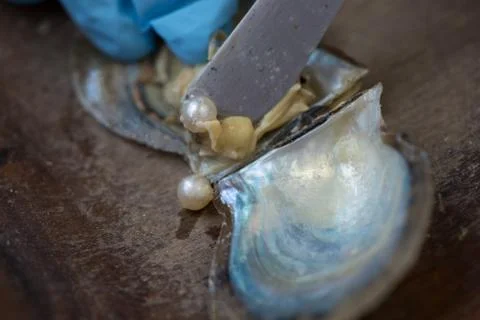 Pearl Extraction Stock Photos