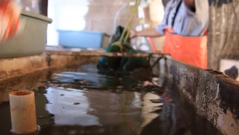 Pearl Farm 5 Stock Footage 1129308