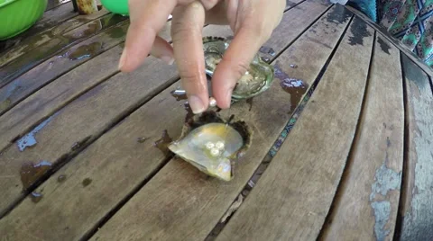 Pearl farm divers dive up shells out of sea and grow cultured pearls footage 4k Stock Footage 55852727