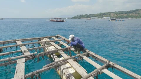 Pearl Farm Worker Working on Floating Wooden Platform in Ocean Stock-Footage 346113550