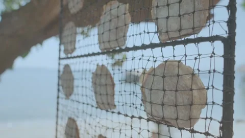 Pearl Farming Post-Harvest Process - Cleaning Raw Sea Pearls. Vídeo Stock 334762393