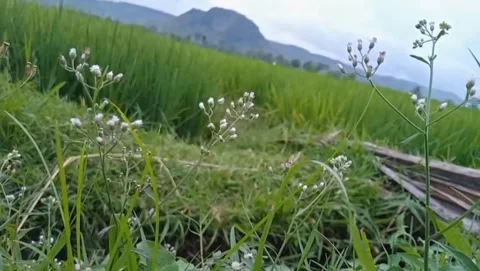 Pearl grass grows wild on the edge of green rice paddies. Stock Footage 328931694