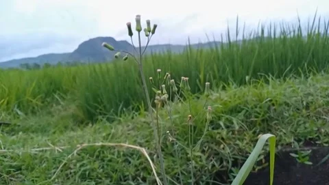 The pearl grass landscape features small, delicate flowers. Stock Footage 328931673