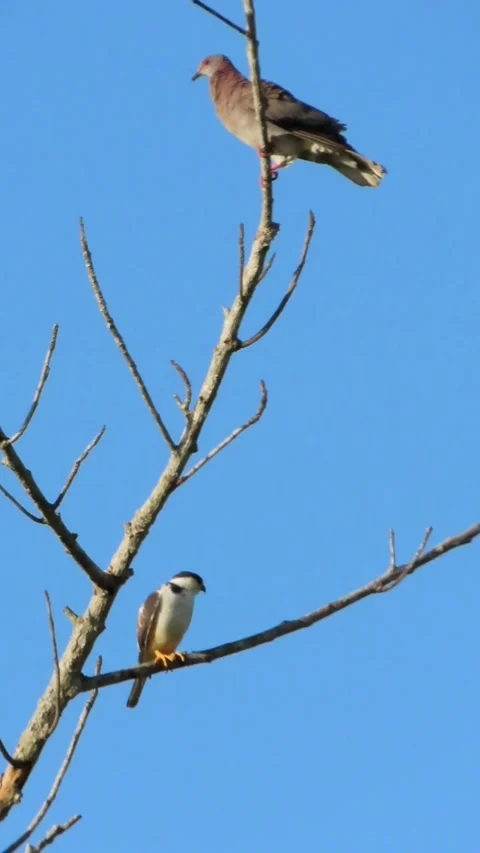 Pearl Kite and Pale-vented Pigeon perched together on a bare tree branch Stock-Footage 343194615