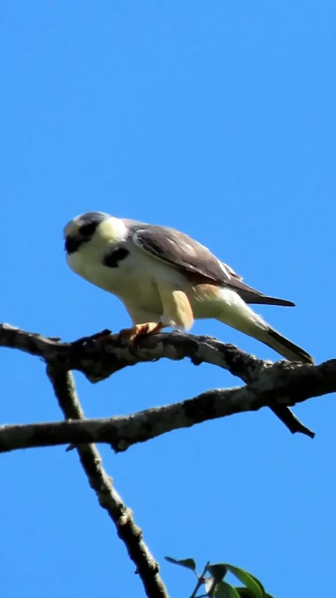 Pearl kite grooming talons on a tree branch Vídeos de archivo 343783361