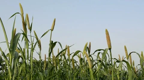 Pearl millet field Stock Footage 61057620
