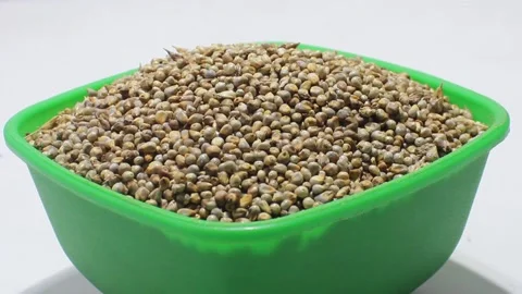 Pearl millet with selective focus 스톡 동영상 138928424