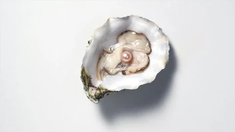 Pearl, One Natural pearl inside the oyster shell, close up, rotating over grey Stock Footage 295415824