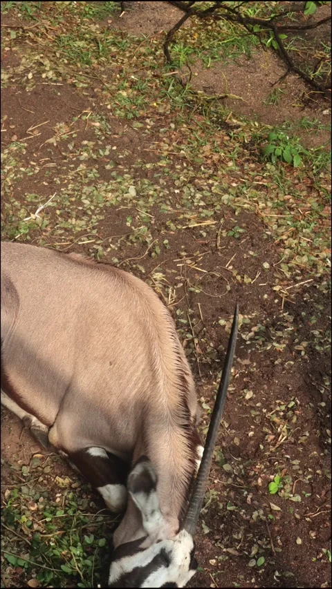 A pearl oryx, resembling a unicorn with its long straight horn, rests in a Stock Footage 307869934