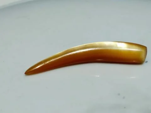 Pearl Stock Photos