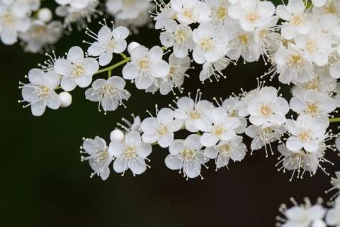 Pearl plum Stock Photos