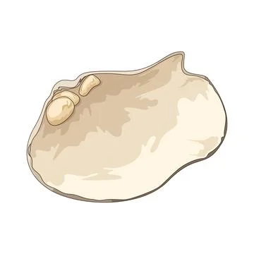 Pearl shell illustration Stock Illustration