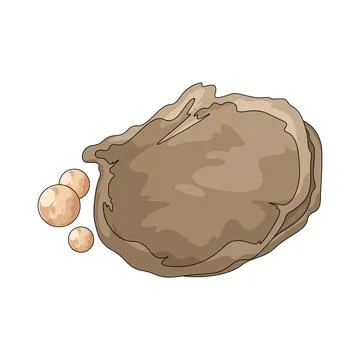 Pearl shell illustration 스톡 일러스트