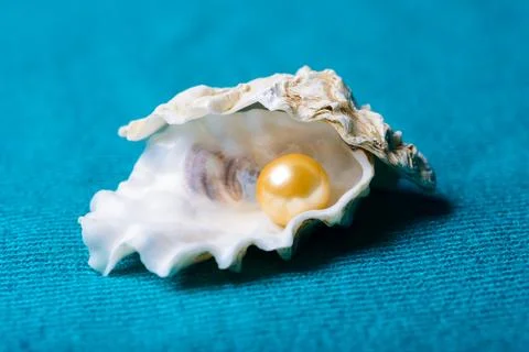 Pearl in shell Stock Photos