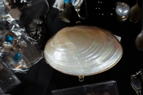 The pearl shell as a sea shell object Stock Photos