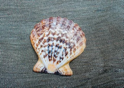 The pearl shell as a sea shell object Stock Photos