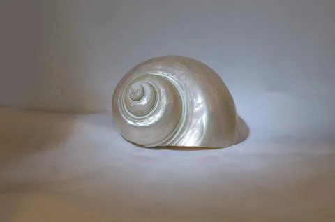 Pearl snail Fotos Stock