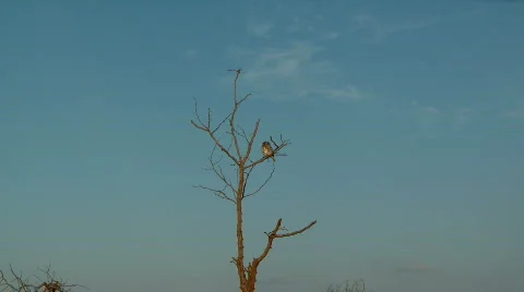 Pearl Spotted Owl 库存影片 510971