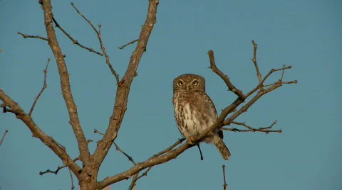 Pearl Spotted Owl 库存影片 511011