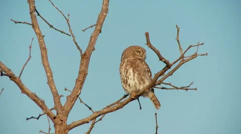 Pearl Spotted Owl 库存影片 8776995