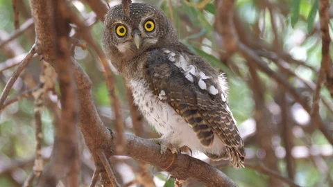 Pearl-spotted owlet looks in to the camera while sitting in a tree Stock Footage