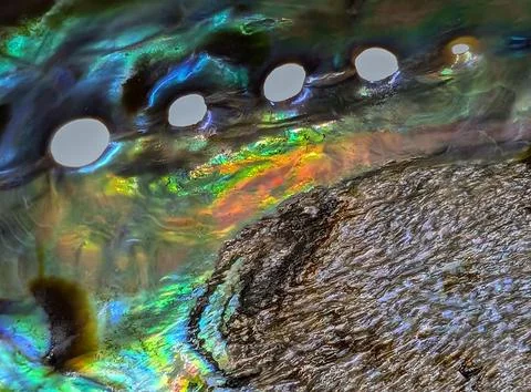 Pearl texture from exotic shell Stock Photos