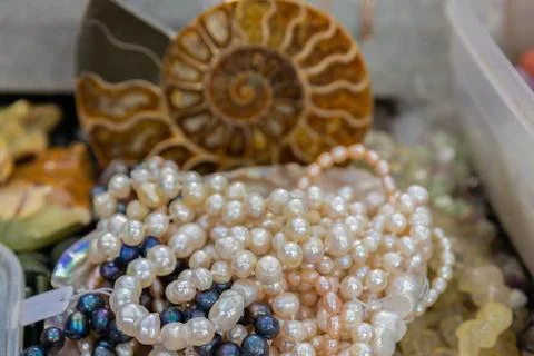 Pearl thread on the background of a seashell. A close-up photo on a light bac Stock Photos