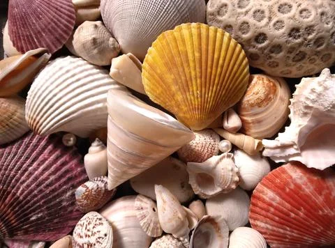 Pearled Tectus Pyramis Shell On A Pile Of Colorful Seashells. Stock Photos