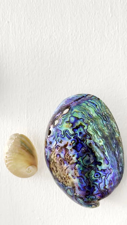 Pearlescent colorful outer shell of Paua abalone from New Zealand Stock Footage 344010567