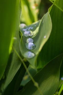 Pearls on a leaf Stock Photos
