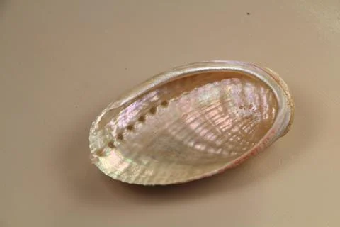 Pearly seashell Stock Photos