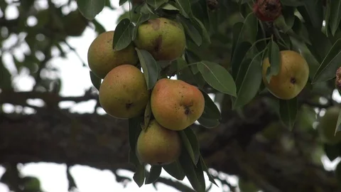 Pears 2 動画素材 95117427