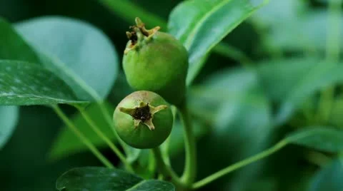Pears adorn the branch Stock Footage 12154115