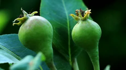 Pears adorn the branch Stock Footage 12154117