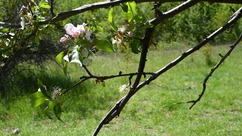 Pears and Apple trees in the spring outdoors Stock Footage 91520187