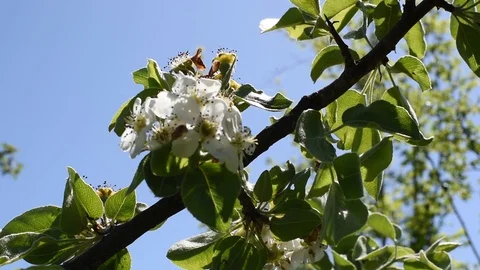 Pears and Apple trees in the spring outdoors Stock Footage 91520193