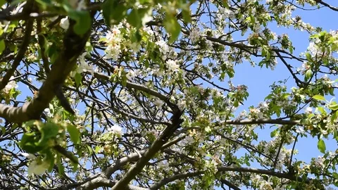 Pears and Apple trees in the spring outdoors Stock Footage 91520226